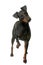 Female manchester terrier
