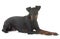 Female manchester terrier