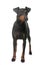 Female manchester terrier