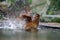 Female mandarin duck