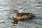 The female Mandarin Duck (Aix galericulata)