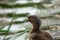 Female Mandarin Duck (Aix galericulata) in Phoenix Park, Dublin, Ireland