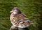 Female Mandarin Duck (Aix galericulata) in Phoenix Park, Dublin, Ireland