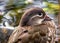 Female Mandarin Duck (Aix galericulata) in Phoenix Park, Dublin, Ireland