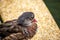 Female Mandarin Duck (Aix galericulata) in Phoenix Park, Dublin, Ireland