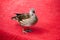 The female mandarin duck on the red platform