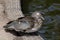 Female Mandarin Duck sits on the water`s edge