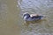 Female mandarin duck swimming in a ditch in the village of Nieuwerkerk aan den IJssel in the Netherlands.