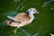 The female mandarin duck in water