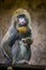 Female Mandrill monkey