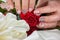 Female manicure hands, roses, silk.