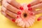 Female manicured hands and peach gerbera.