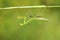 Female mantis nymph
