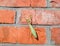 female mantis, a predatory mantis insect on a brick wall