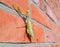 female mantis, a predatory mantis insect on a brick wall