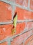 female mantis, a predatory mantis insect on a brick wall