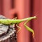 Female mantis sits on a tree stump. Insect predator