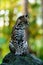 Female Margay (Leopardus wiedii) early morning in forest in Csota Rica