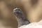 A Female Marine Iguana Looking Over a Rock