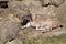 Female Markhor, Capra falconeri, with twisted horns