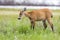 Female Marsh Deer Blastocerus dichotomus