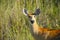 Female Marsh Deer in Grass