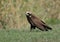 A female of marsh harrier just landing on the grass