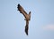 Female marsh harrier makes a sharp maneuver in the air