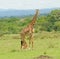 Female Masai Giraffe with young