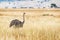 Female Masai Ostrich in Kenya Africa