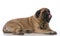 female mastiff laying down