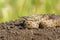 Female meadow adder on ground