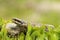 Female meadow adder, hiding in grass