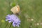 Female meadow brown butterfly (Maniola jurtina).