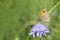 Female meadow brown butterfly (Maniola jurtina).