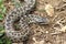 Female meadow viper in natural habitat