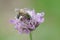 A female of Mealy Metallic-Furrow Bee,  Vestitohalictus  pollinosus