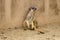 A female meerkat sitting on the sand by the wall.