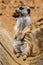 Female Meerkat, Suricata suricatta on guard
