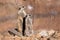 Female of meerkat or suricate