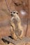 Female of meerkat or suricate