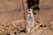 Female of meerkat or suricate