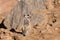 Female of meerkat or suricate
