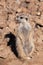 Female of meerkat or suricate