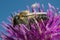 Female Megachile lagopoda on thistle