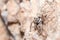 Female Menemerus semilimbatus spider posed on a rock waiting for preys
