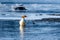 Female merganser duck in the winter on a river