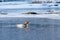 Female merganser duck in the winter on a river