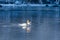 Female merganser duck in the winter on a river