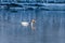 Female merganser duck in the winter on a river